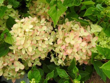 Vipphortensia Little Lime, Hydrangea paniculata Little Lime