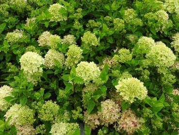 Vipphortensia Little Lime, Hydrangea paniculata Little Lime