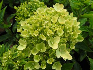 Vipphortensia Little Lime, Hydrangea paniculata Little Lime