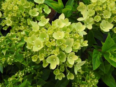 Vipphortensia Little Lime, Hydrangea paniculata Little Lime