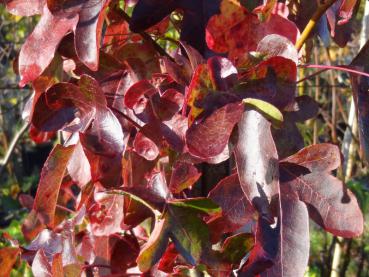 Rote Herbstfärbung beim Amberbaum Rotundiloba