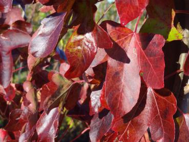 Amberbaum Rotundiloba mit rotem Herbstlaub