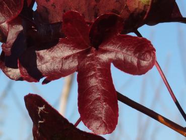 Amberbaum Rotundiloba - rotes Blatt im Herbst