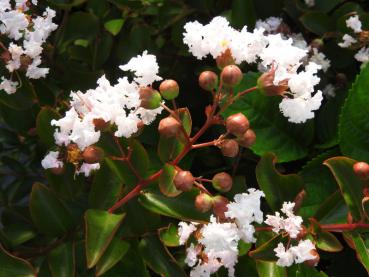 Weißblühende Lagerstroemia Nivea in Blüte