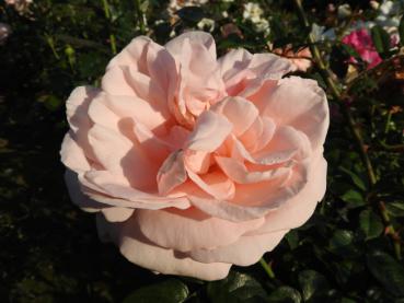 Blüte der Rosensorte Aphorodite ®