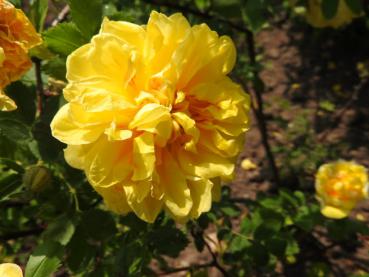 Rosa foetida Persian Yellow in Blüte