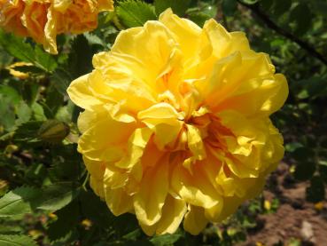Gelbblühende Strauchrose Rosa foetida Persian Yellow