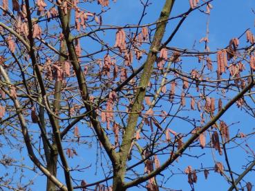 Corylus maxima Purpurea im Winter