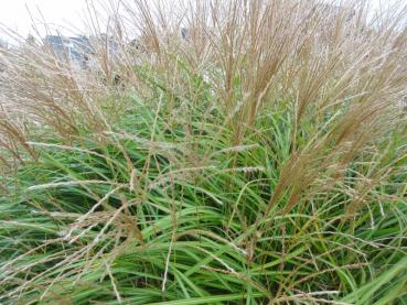 Miscanthus sinensis Yaka Dance in Blüte