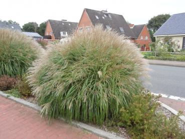 Miscanthus sinensis Yaka Dance