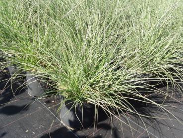 Miscanthus sinensis Yaka Dance im Baumschulquartier