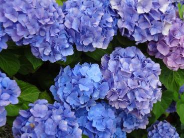 Hübsche blaue Blüten der Bauernhortensie Blauer Ball