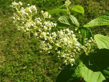 Weißblühende Kletterpflanze - die Dreiflügelfrucht