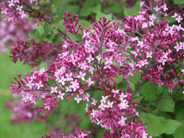 Syringa microphylla Dark Purple