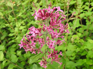 Lilarotblühender Syringa microphylla Dark Purple