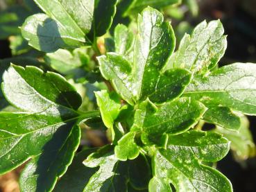 Ribes alpinum Pumilum