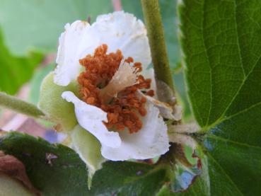 Rubus irenaeus: weiße Blüte