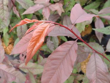 Roter Austrieb der Prunus persica Rubra