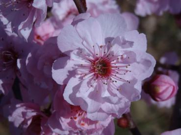 Nahaufnahme der rosa Blüte des Zierpfirsichs Rubra