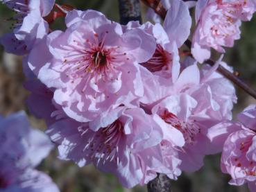 Die rosa Blüten des Zierpfirsichs Rubra erscheinen zeitig im Frühjahr.