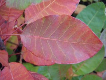 Perückenstrauch mit beginnender Herbstfärbung