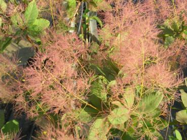 Cotinus coggyria - Fruchtstand