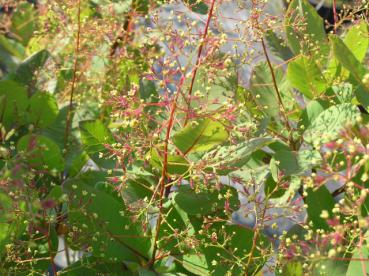 Perukbuske, Cotinus coggygria