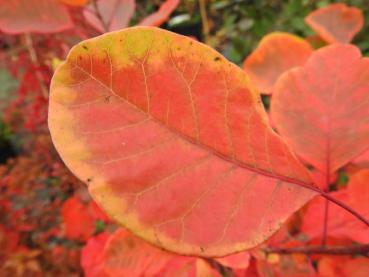 Orangerote Herbstfärbung des Perückenstrauchs