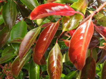 Viburnum odoratissimum Arboricola im Herbstlaub