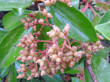 Viburnum odoratissimum Arboricola mit Früchten