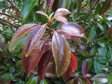 Blattaustrieb: Viburnum odoratissimum Arboricola