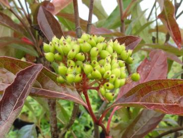 Die Beeren (noch nicht reif) von Viburnum odoratissimum Awabuki