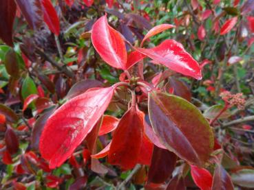 Schönes Herbstlaub bei Viburnum odoratissimum Awabuki