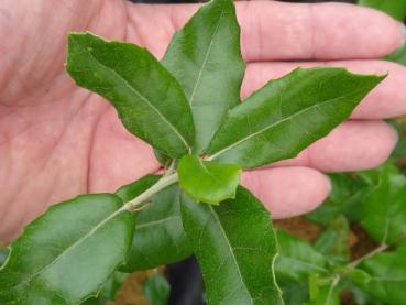 Quercus phillyreoides