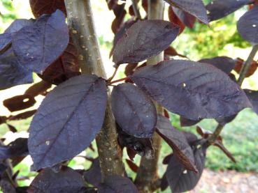 Prunus padus Bicolor