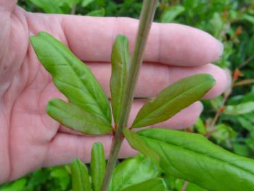 Punica granatum Legrellei: Blatt