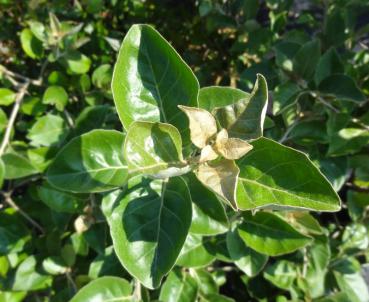 Blätter von Elaeagnus umbellatus Rotundifolia (Aufnahme aus August)