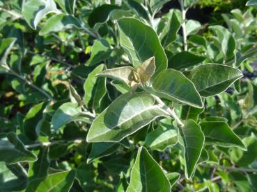 Blätter von Elaeagnus umbellatus Rotundifolia (Aufnahme aus August)