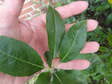 Sorbopyrus irregularis Shipova