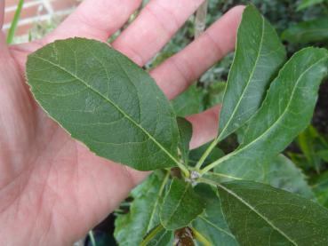 Sorbopyrus irregularis Shipova