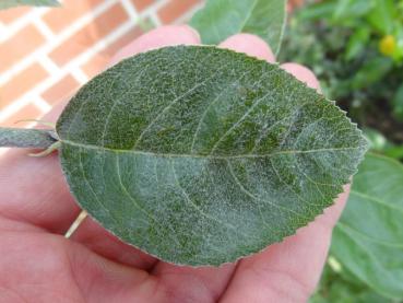 Blatt von Sorbopyrus irregularis Shipova