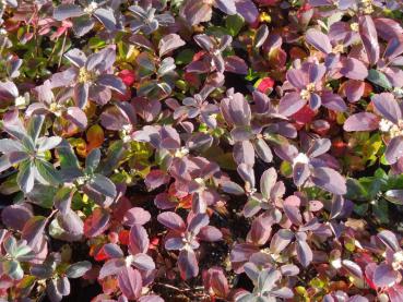 Herbstlaub der schwachwüchsigen Spiraea betulifolia Tor