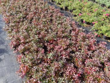 Aufnahme aus unserem Baumschulquartier: Spiraea betulifolia Tor (Mitte Oktober)