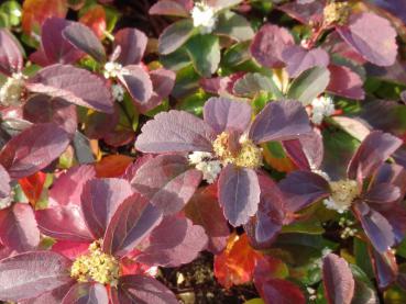 Spiraea betulifolia Tor mit herbstlichem Blattschmuck