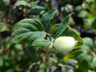 Symphoricarpos Arvid