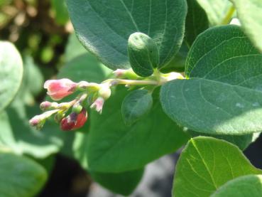 Symphoricarpos Arvid