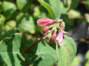 Symphoricarpos Arvid