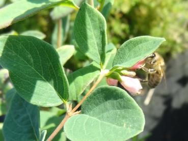 Symphoricarpos Arvid