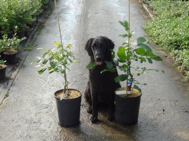 Valnöt Dwarf Karlik 3, Juglans regia Dwarf Karlik 3