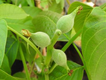 Valnöt Dwarf Karlik 3, Juglans regia Dwarf Karlik 3